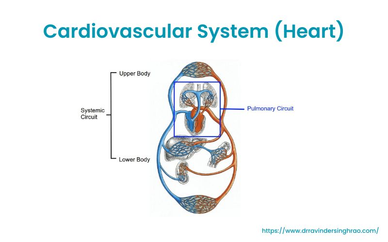 Cardiovascular System (Heart) - Dr. Ravinder Singh Rao