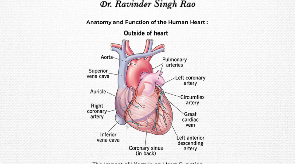 Anatomy and Function of the Human Heart: The Impact of Lifestyle on Heart Function