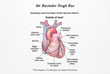 Anatomy and Function of the Human Heart: The Impact of Lifestyle on Heart Function